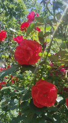 Ukrainian witness captures roses and goldfish in quiet morning observations