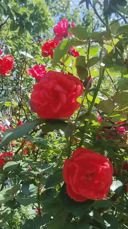 Ukrainian witness captures roses and goldfish in quiet morning observations