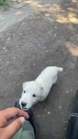 A high-angle shot shows a person's hand reaching towards a white puppy on a dirt ground. The puppy is looking at the hand with its mouth slightly open. In the background, two other white puppies are walking away from the camera, and a person is standing with their legs visible, wearing light-colored pants and black sandals. The environment appears to be outdoors with some buildings and trees in the distance. The video progresses to show the hand interacting with the puppies.