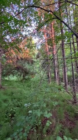 The video pans slowly through a dense forest with tall trees and lush green undergrowth. The sun is setting, casting a warm, orange glow on the upper branches of the trees and the forest floor. There is no visible person or animal, and no discernible action or interaction is occurring. The environment is natural and appears undisturbed.