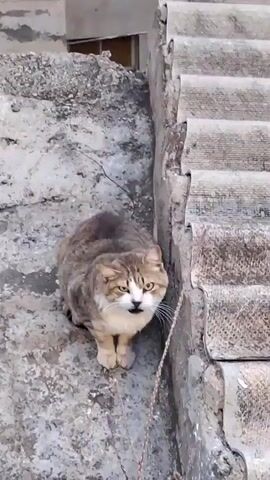 A medium shot shows a domestic cat sitting on concrete steps outdoors. The cat is a tabby with a mix of brown, grey, and white fur, featuring a white muzzle, chest, and paws, and distinct yellow eyes. Its mouth is slightly open at the beginning of the clip, as if vocalizing, before it closes it. The cat is positioned in the lower-center of the frame, looking directly towards the camera. To the right, more weathered concrete steps ascend, and to the left, there's a textured ground surface. A faint, dried plant stem or vine runs vertically near the cat's right side. In the background, at the top left, part of a building with a window is visible. The scene appears to be set during the daytime.