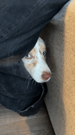 Evening domestic moments captured across Montreal homes