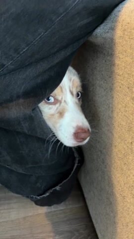 The video shows a dog hiding between a person's legs and a couch. The dog is mostly white with tan markings and has bright blue eyes. The person is wearing black pants. The couch is beige. The floor is wood-like. The dog looks out from under the pants. There is French speech in the background.