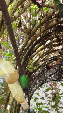 In Foz do Iguaçu, Brazil, this media captures a close-up view of a leafy green structure, possibly an aviary or a natural enclosure. Three repurposed glass bottles, each filled with a yellowish liquid, hang suspended from a horizontal bar. These bottles are likely feeders, containing a sugar-water solution for birds. The surrounding foliage is lush and vibrant, with some smaller pink flowers adding a touch of color. Sunlight filters through the leaves and branches, creating a dappled lighting effect, suggesting it's daytime. In the upper right and central portions of the frame, two small green birds are visible, one in flight and another perched. The presence of the birds and the feeders indicates an environment designed to attract and sustain avian life. The overall impression is one of a tranquil, natural setting focused on wildlife observation. No text is visible in the media.