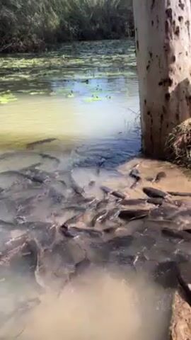 The camera shows a large school of fish crowded together near the edge of a muddy riverbank. The river water is murky and brown, and the riverbed is disturbed. There are lily pads floating on the surface of the water further out. A large tree trunk stands to the right of the group of fish. In the background, there is tall grass and some trees. Someone is briefly heard speaking at the beginning of the video.