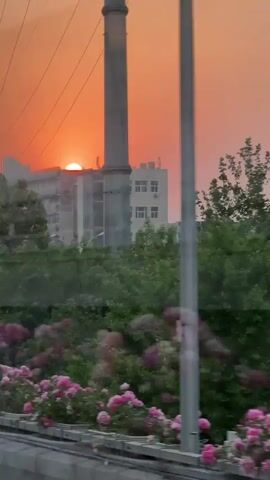The video depicts a scenic view of a roadside landscape under a vibrant, orange-red sky. The scene is likely filmed from inside a moving vehicle, as evidenced by the slightly blurred motion. In the foreground, a line of pink roses blooms along a concrete barrier. Beyond the roses, a thicket of green trees fills the midground, partially obscuring a large, multi-story building and a tall, concrete chimney in the background. Power lines stretch across the sky above the building. A road sign with Chinese characters appears intermittently, adding to the sense of location.