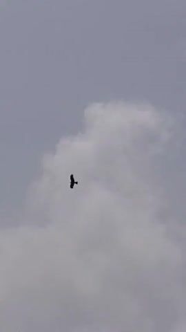 The video shows a cloudy sky with a bird flying in the distance. The camera then pans down to show the edge of a building under construction. Rebar protrudes from the top of the wall. The video ends with a shot of the sky and the building’s edge.
