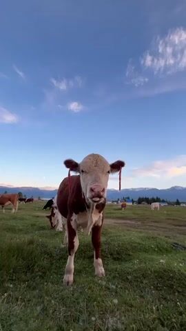 A brown and white calf stands in a grassy field under a blue sky with wispy clouds. The calf is facing the camera initially then turns its head to the right and then lowers its head to graze. Other cows are visible in the background, along with a line of trees and mountains in the distance. The time stamp indicates the video is 4 seconds long.