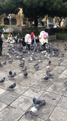 Children play among pigeon flock in La Paz square
