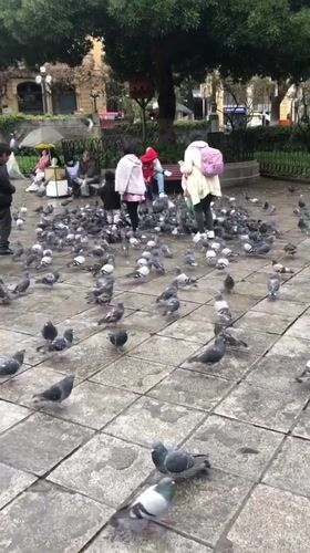 Children play among pigeon flock in La Paz square