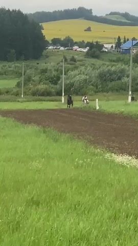 The video shows a horse race on a dirt track with spectators on the side. There are three horses and riders on the track, and another person on a motorbike in the background. The track is surrounded by grass and trees. In the background, there is a field of yellow flowers and some houses. The sky is cloudy. The video appears to be taken from a low angle, possibly from the ground.