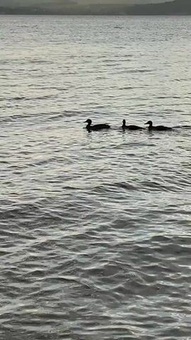The video shows a body of water with three ducks swimming in a line. In the background, there are two people in the water. The water is calm with small ripples. The sky is overcast and the lighting suggests it is either early morning or late evening. The overall scene is peaceful and natural.