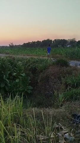 A person in a blue shirt walks down a dirt path through a field at sunset. Tall grass and leafy plants are in the foreground. The sky is a gradient of orange and pink.