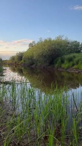 The video shows a serene natural scene at what appears to be sunrise or sunset. A fishing rod is held at the upper left of the frame, angled towards the right. The foreground is dominated by tall green reeds growing out of the muddy bank of a calm body of water. The water itself is murky brown and reflects the lush green vegetation along the opposite bank and the clear blue sky above, which has a few wispy white clouds. In the middle of the water, there's a subtle ripple, suggesting something may have disturbed the surface. The overall ambiance is one of peaceful nature, likely a river or lake.