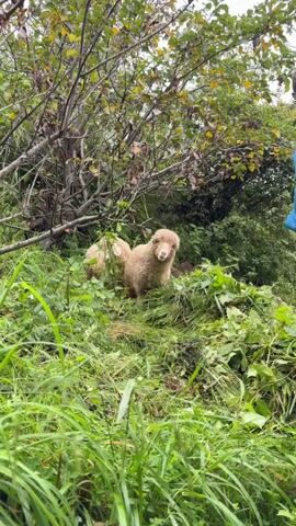 The video shows two light-colored, fluffy sheep standing in dense green vegetation. The sheep are positioned at different depths in the frame, with one slightly closer to the camera. Their coats appear shaggy and unkempt. The surrounding environment is a mix of tall green grass, leafy plants, and thin tree branches with some dry leaves. The lighting suggests an overcast day, with dappled light filtering through the foliage. In the upper right corner of the frame, a person's hand and arm are visible, wearing a blue sleeve. The person appears to be holding something or reaching out towards the sheep, though their face is not visible. The sheep are actively grazing or exploring the vegetation. The overall scene depicts a natural, overgrown outdoor setting with livestock.