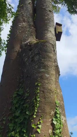 The video begins by focusing on a large tree with two trunks growing close together. The bark is textured and appears aged, with some moss and ivy growing on it. A small wooden nesting box is attached to one of the trunks. The camera then slowly pans upwards, revealing the dense green canopy of the trees against a bright blue sky with scattered white clouds. The perspective shifts to looking directly up through the trees, emphasizing their height and the surrounding foliage. The video ends by looking straight up into the sky through the gaps in the leaves, showing the expanse of the sky and the tops of the trees framing the view.