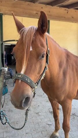A brown horse with a white blaze on its face stands in a stable. The horse is wearing a dark halter with a white stripe and some lettering. A braided rope lead is attached to the halter. The horse's ears are pricked forward and its eyes are open. The background shows a wooden ceiling and a yellow wall. A metal railing and some objects are visible to the left of the horse. The horse is standing on a paved surface.