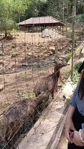 This is a video of a deer enclosure. In the foreground, a person's arm is visible, holding a phone and a small purple object, possibly a treat or toy. A wire fence separates the person from the deer. Two deer are visible behind the fence, one facing away from the camera and the other facing towards it. The ground is covered in dirt and some dry grass. In the background, there is a covered structure with a red roof, surrounded by trees and rocks. As the video progresses, the camera pans to the right, revealing another deer with antlers, standing in a muddy area. The deer appears to be looking at the camera. The enclosure seems to be a zoo or wildlife park, as indicated by the presence of a fence and the way the animals are contained.