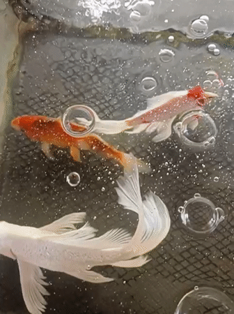 Koi fish in a bubbling tank at an Indonesian mosque