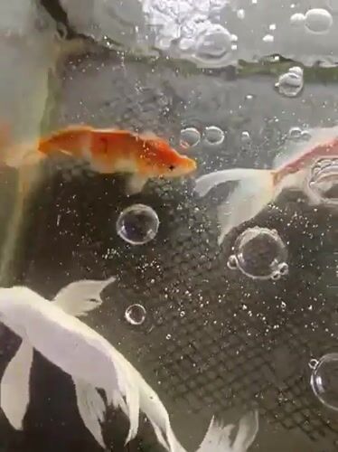 Koi fish in a bubbling tank at an Indonesian mosque