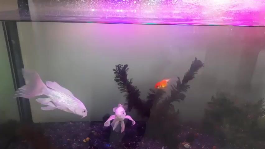 The video shows an aquarium with three goldfish swimming in it. There are two white goldfish and one orange goldfish. The fish swim around each other and around the plants in the aquarium. The tank has a purple light at the top. The bottom of the tank is covered in dark pebbles.