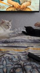Cats relax on bed during afternoon TV time
