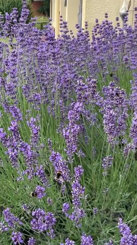 The video shows a close-up view of a lavender bush in full bloom. Several bumblebees and at least one butterfly are visible among the purple flowers, actively pollinating them. The lavender bush is lush and green, with tall, slender stalks topped with clusters of fragrant flowers. In the background, a light-colored building with a few windows and a roof can be seen. A paved walkway and some greenery are also present in the background, suggesting an outdoor setting, possibly a garden or a yard. The lighting is natural, indicating daytime. The focus is on the interaction between the insects and the flowers, highlighting the vibrant life within the lavender patch.