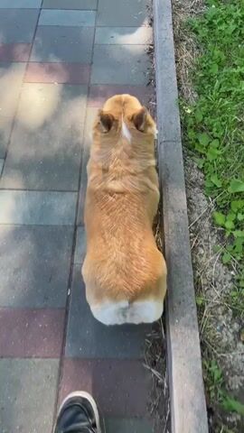 The video shows a corgi dog sitting on a paved walkway next to a grassy area. The dog is facing away from the camera, and its tail is not visible. The walkway is made of grey and reddish-brown pavers, and there is a curb separating it from the grass. Sunlight casts shadows on the walkway, suggesting it is daytime, likely sunny. The dog appears to be an adult, with typical corgi coloring of tan and white. There is no visible text in the video. The scene suggests a casual outdoor setting, possibly a park or a residential street in Sosnoviy Bor, Russia. The dog's posture and the general setting convey a sense of calm and normalcy.