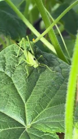 This close-up video focuses on a bright green grasshopper resting on a large, textured green leaf. The grasshopper is positioned centrally, with its long hind legs extended backward and its front legs forward. Its body is segmented, and it has prominent antennae. A black marking is visible on its thorax, just behind its head. The leaf it is on has distinct veining. In the background, blurry green stems and leaves are visible, suggesting a natural outdoor setting, likely a garden or field. A small, bright orange object, possibly a flower or insect egg, is visible on a stem in the upper right portion of the frame. The lighting suggests it is daytime, with natural sunlight illuminating the scene. The video is a static shot, with no apparent movement of the camera. The overall mood is one of quiet observation of nature. There is no visible text in the media.
