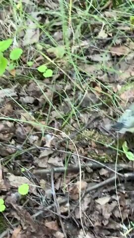 A titmouse is seen on the ground among dry leaves and green grass. The bird is facing away from the camera with its head turned slightly to the side. Its body is predominantly green with yellow on its underside and white stripes on its wings. The bird's head is black with a white patch on its cheek. The scene is outdoors, with natural lighting. The camera is slightly out of focus.