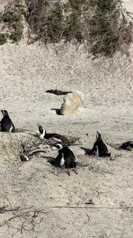The video captures a static shot of several African penguins resting on a sandy terrain. There are at least five penguins visible, scattered across the frame. Some are sitting on small sandy mounds or near shallow burrows. In the mid-ground, one penguin with distinct black and white plumage is prominently featured with its beak wide open, possibly vocalizing or yawning. Another penguin is partially visible, seemingly nestled in a burrow to the left. The background consists of a sandy slope sparsely covered with dry, dark vegetation and some green patches. A light-colored rock is also visible on the sand further back. The scene is brightly illuminated by sunlight, casting subtle shadows. No people or visible text are present.