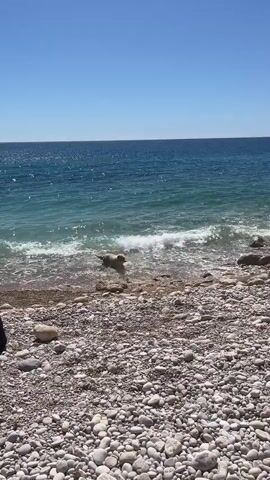 The video shows a dog running on a rocky beach near the water. The sky is blue, and the ocean is turquoise. The beach is covered with small, smooth stones. The dog is light-colored and has a wet coat. It runs from left to right along the shoreline.  There are a few large rocks along the beach and some greenery on a rocky outcropping in the distance.
