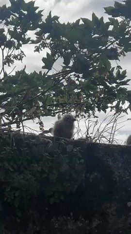 A low-angle shot shows a fluffy, light brown chick sitting on a mossy stone wall. Behind it, the branches of a tree with green leaves hang down, and the sky is cloudy. The chick is looking down and to the right. A second, slightly smaller chick appears to the right of the first, also looking down and to the right. In the last frame, a white adult bird with a pink beak is visible to the left of the chicks.