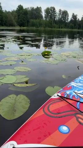 The video shows a close-up view from a paddleboard on a lake, focusing on water lilies and their reflections. The paddleboard is in the foreground, with its colorful design partially visible. The lake is calm with lily pads scattered across its surface. A few yellow water lily flowers are in bloom, with one prominent flower standing tall and another near the water's surface. The background features a tree line reflecting on the water, suggesting a natural, serene environment. The sky is overcast, contributing to the muted colors of the scene. There are no people visible in the video.