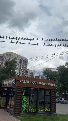 The video shows a street scene in Mariupol, Ukraine, on a cloudy day. A flock of pigeons is perched on overhead wires, filling them from end to end. Below the wires, a small kiosk with the words "ТАБАК КАЛЬЯНЫ ВЕЙПЫ" (Tobacco, Hookahs, Vapes) is visible, along with trees and buildings. Cars are driving on the street. The overall atmosphere is calm and mundane, with the pigeons being the most prominent subjects. The weather is overcast, suggesting it might be daytime. The presence of the kiosk and the street signs indicate an urban environment.
