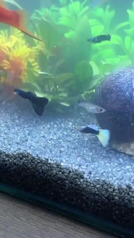 A video of an aquarium with several small fish swimming. The tank contains gravel substrate, artificial plants in shades of green and yellow, and a decorative object that resembles a small submarine or barrel. One black fish with a blue sheen is in the foreground, swimming to the left. Another fish, with a black body and a bright yellow tail, swims to the right in the middle ground. A third fish, black with a blue spot, is further back, near the plants. At the very top of the tank, a larger black fish with long fins swims downwards. The water appears slightly cloudy.