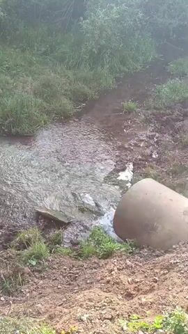 The video shows a stream of water flowing through a dirt path with green vegetation on either side. A large, brown, cylindrical object, possibly a pipe, is visible on the right side of the frame, with water flowing past it. The water appears to be moving rapidly and is creating ripples. The overall scene suggests a natural or semi-natural outdoor environment.