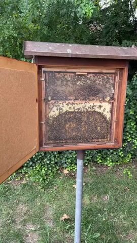 The video shows a close-up view of a beehive with a transparent front panel, allowing a clear view of the bees inside. The hive is mounted on a metal pole and is situated outdoors, with green foliage and ivy visible in the background. The bees are densely packed on honeycomb structures, actively moving and engaging in their daily activities. Some bees are visible on the outer wooden frame of the hive, while others are working within the cells. The lighting is natural, suggesting it is daytime. The overall scene depicts a functioning beehive in its natural environment.