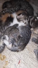 Newborn kittens and a small rodent sharing a nest in Sukaslamet