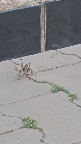 A grasshopper is crawling on a sidewalk in Skadovsk, Ukraine. The grasshopper is green and brown, with long hind legs and antennae. It is walking across cracked gray pavement. Small green weeds are growing in the cracks. A dark-colored curb or wall is visible behind the grasshopper. The lighting suggests it is daytime, likely sunny.