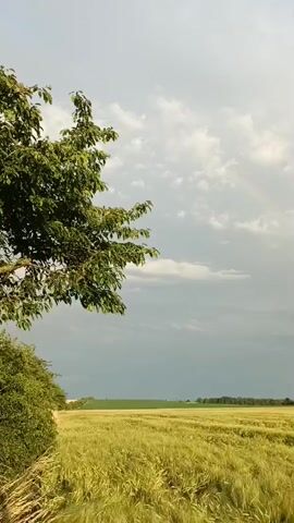 The video displays a picturesque landscape in Gartz (Oder), Germany, on a cloudy day. The scene is dominated by a vast field of golden wheat, stretching towards the horizon. A dense line of trees forms a backdrop against the sky, with a few scattered buildings visible within the treeline. To the left of the frame, a large, leafy tree partially obscures the view of the field and sky.

The sky is filled with a mixture of light and dark clouds, suggesting a dynamic weather system. There is a hint of a rainbow visible in the upper left portion of the sky, a subtle indication of recent or impending rain. The overall mood of the video is serene and natural, capturing the beauty of the German countryside. The time of day appears to be late afternoon or early evening, given the soft lighting and the presence of a potential rainbow. No people or specific objects are prominently featured, allowing the viewer to focus on the natural elements of the scene. The video is composed of still images, creating a slideshow effect.