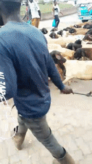 Livestock herd moves through busy Nairobi street scene