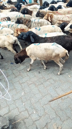 Livestock herd moves through busy Nairobi street scene