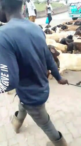 Livestock herd moves through busy Nairobi street scene