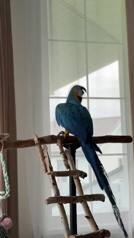 A blue and yellow macaw is perched on a wooden stand with a small ladder next to a window with white curtains and a view of a house outside. The parrot turns its head, looks up and then looks back towards the window. A woman with long brown hair walks into the frame, smiles, and says something to the parrot in Russian. The parrot continues to look out the window. The camera zooms in on the parrot's back as it preens its feathers.