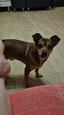 A medium shot captures a small, brown dog standing on a light wood-grain floor. The dog is facing the camera, its ears perked up and its mouth slightly open, revealing its teeth. A human leg, likely belonging to the person filming, is visible in the lower left corner of the frame, with the foot close to the dog. A pink, textured surface, possibly a blanket or couch, occupies the bottom portion of the image. In the background, dark cabinets and a white appliance suggest a kitchen or living space. The lighting appears to be indoor artificial light.
