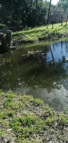 The video shows a body of water, likely a pond, with green grass on the banks. Trees and a fence are visible in the background. The water reflects the sky, which has clouds. There is some debris on the surface of the water. The video is shot from a low angle, looking across the pond.