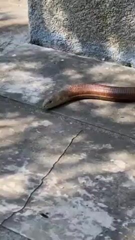 The video shows a legless lizard crawling on a textured concrete surface. The lizard is brown with horizontal ridges and has a small head. It moves slowly, curving its body as it progresses towards a gray stone wall. The lighting is bright, and shadows from nearby trees or plants are visible on the ground.