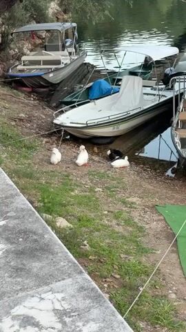 The video shows a group of ducks near boats on the shore of a body of water. There are four ducks visible: two white ducks standing, one white duck lying down, and one black and white duck lying down. In the background, there are several boats docked along the shore. One boat is white with a green stripe, and another is smaller and metallic. The environment appears to be natural, with trees and vegetation along the bank. The ground is rocky and covered with grass.