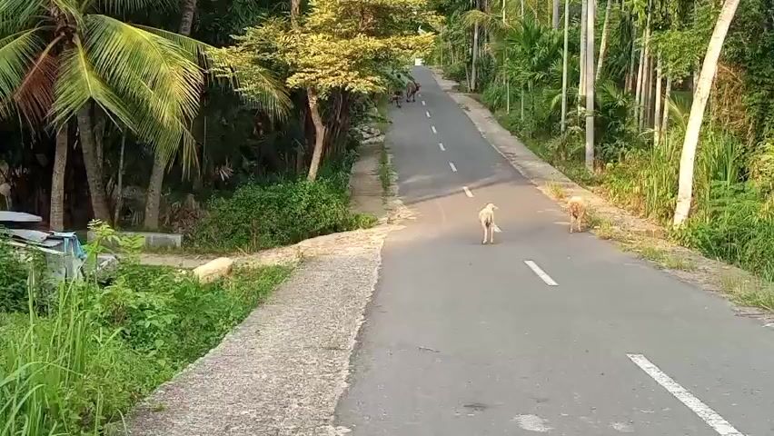 The video shows a paved road with white lane markings winding through a lush, green environment. Tall palm trees and other dense vegetation line both sides of the road. On the road, two dogs, one light-colored and one darker, are walking away from the camera. Further up the road, a few brown cows are visible, also moving away from the camera. The scene is bathed in natural light, suggesting it is daytime, possibly late afternoon given the angle of the sun. The road appears to be in a rural or tropical setting.